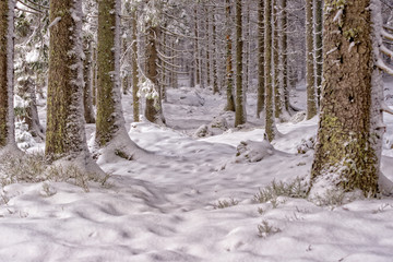 Spruce forest in winter.