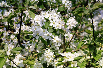 Apple trees in bloom