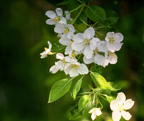Apple trees in bloom