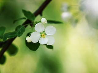 Apple trees in bloom