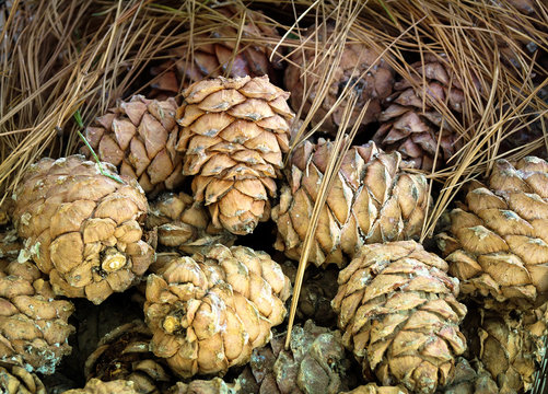 Cedar Cone