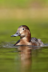Common Pochard, Pochard, Aythya ferina