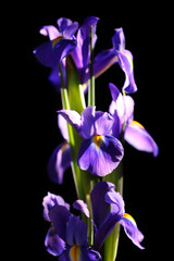 Fresh irises on black background, close up