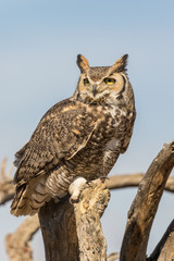 Great Horned Owl