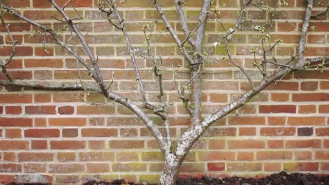 Tilting clip of a pear tree in early bloom 