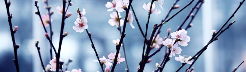 floraison des cerisiers au printemps