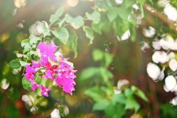 Pink bougainvillaea. Summer vacation concept.