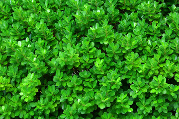 Tropical tree leaves