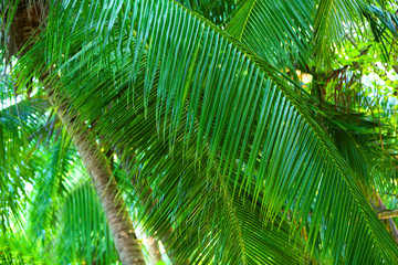 Palm tree leaves.