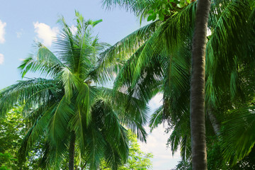 Fototapeta na wymiar Palm trees. Summer vacation concept.