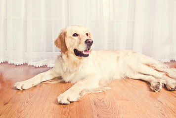 Cute golden retriever dog.
