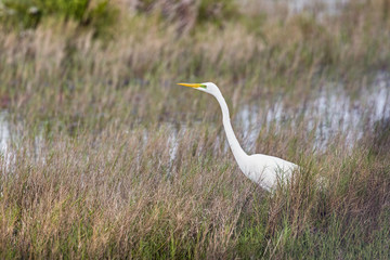 Great Egret in Wetland