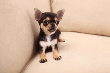 Small chihuahua puppy on the beige sofa