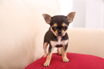 Small chihuahua puppy on the red pillow