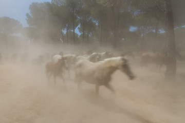 Spanish horses in El Rocio the dust mist.