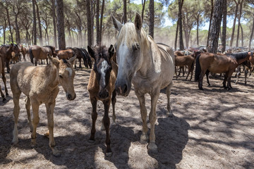 Family of horses communicate in the corral. 