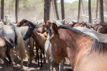 Fototapeta premium Horses on pasture after a walk. 