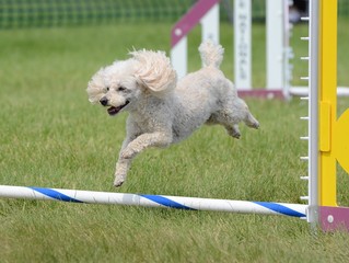 Toy Poodle at a Dog Agility Trial