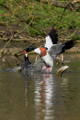 Common Shelduck, Shelduck, Tadorna tadorna