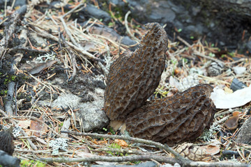 Morel mushrooms