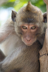 サルのポートレート
