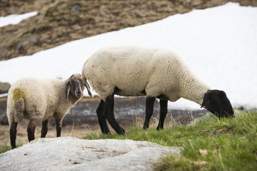 Sheep Willow Mountain Alp Grazing.