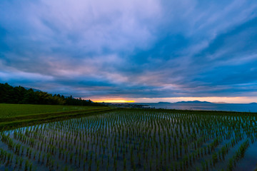 田植えの頃