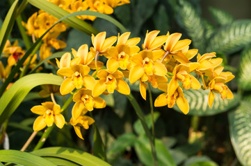 Spike of yellow orchids