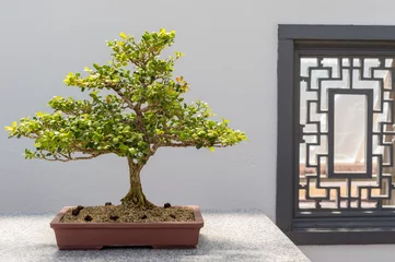 Foto auf Acrylglas Bonsai Chinesischer Buchsbaum Bonsai