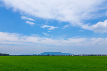 Obraz premium 青田と空