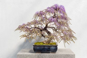 Crédence en verre imprimé Bonsaï Bonsaï de glycine japonaise en fleurs
