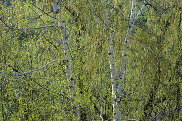 Fototapeta premium birch blossom spring