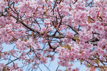 満開の桜