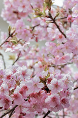 満開の桜