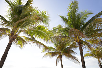 Fototapeta na wymiar Palm trees in Miami