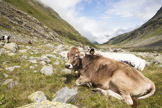 Milk cows lying on an alp in the Austrian mountains.