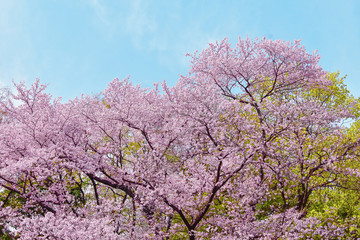 満開の桜