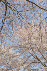 春景色桜模様