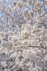春景色桜模様