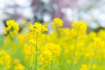 Fototapeta premium 菜の花