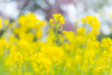菜の花