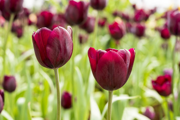 Fototapeta premium Red Tulip, Beautiful bouquet of tulips, colorful tulips, Red tulips in spring with soft focus 