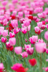 チューリップ