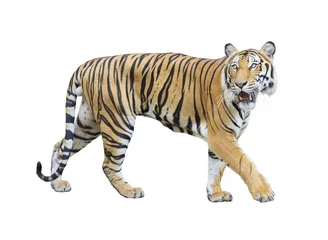 Deurstickers Tijger tijger geïsoleerd op een witte achtergrond met uitknippad.