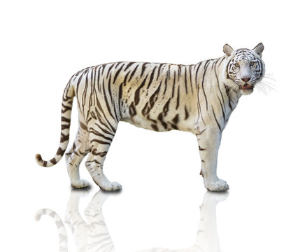 White tiger isolated on white background