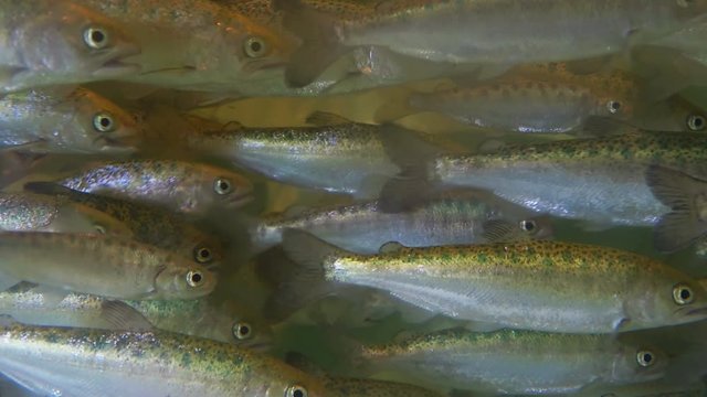 Chinook Salmon Smolt Young Swimming against the Current seen from the side 4k.