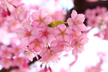 Pink cherry blossoms in spring