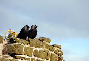 A Pair Of Jackdaws On Conwy Castle