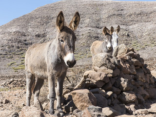 Donkeys on the canary islands.