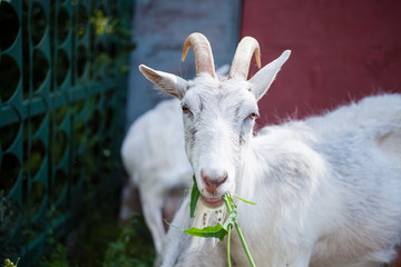 Obraz premium goats in the summer on walk, selective focus